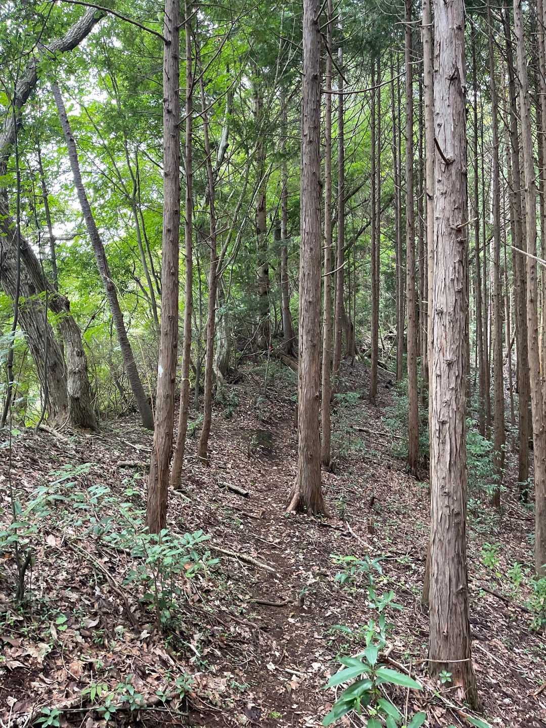 西金砂神社-西金砂山-地割 往復コースの写真