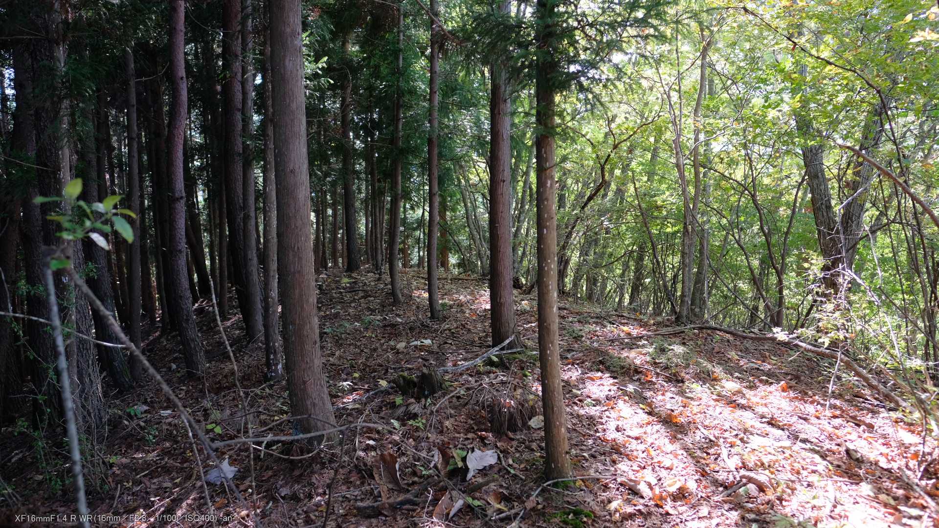 山頂付近。プレートはありませんでした。