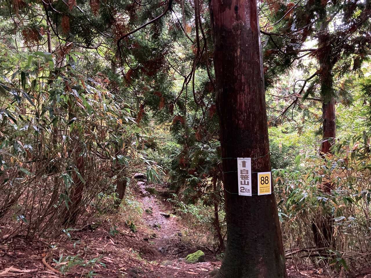 白笹山 往復コースの写真