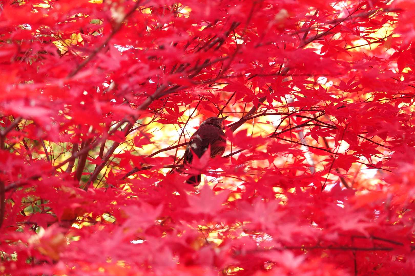 ヒヨドリも紅葉見物😊