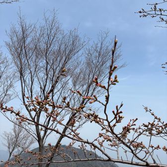 山頂の桜は、まだこれからといった感じでした。