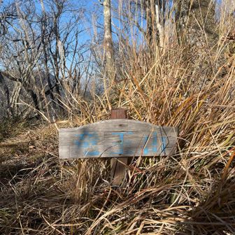 いつの間にか竜王に😂人があんまり歩いてないから薮多めだった😩