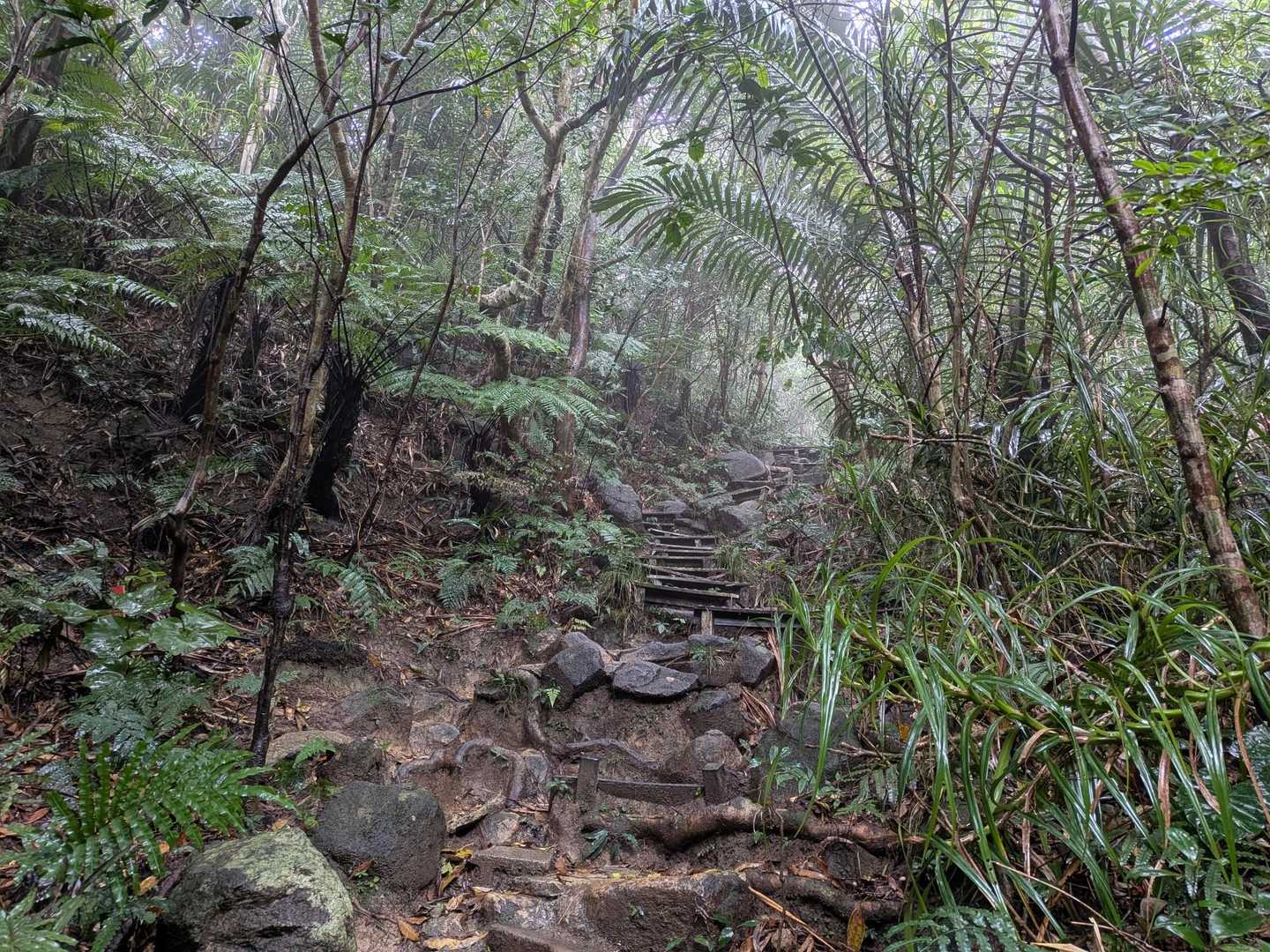 沖縄県最高峰・石垣島の屋根「於茂登岳」の写真