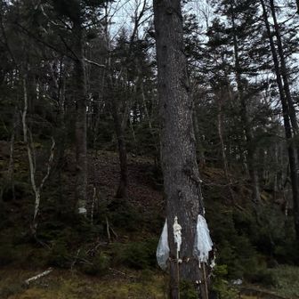 ご神木、
無事登山できたことに
感謝🙏