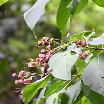 これは何の植物？
調べてもよく分からず…
