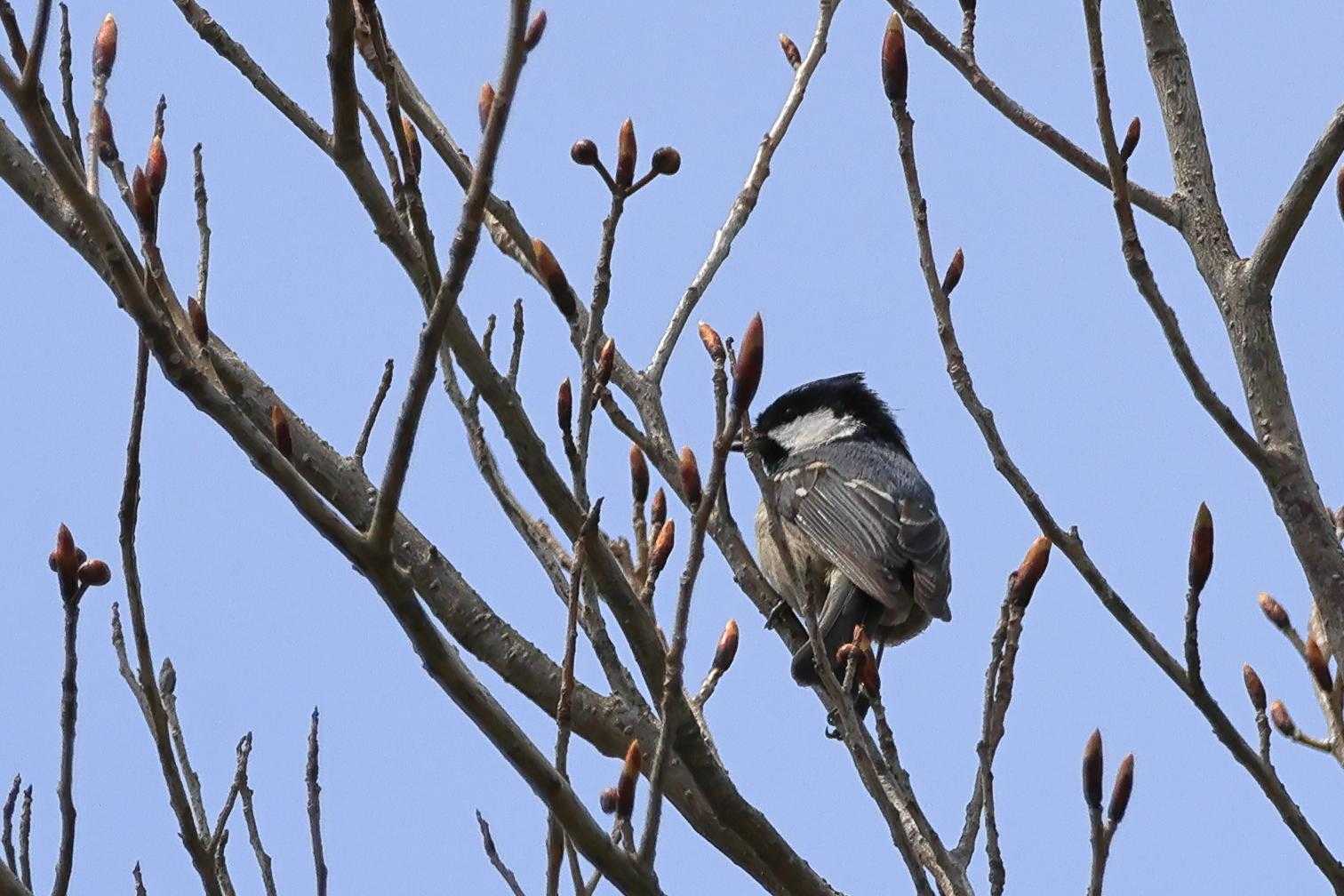 ヒガラ
沢山鳴き声が聞こえるけど、中々写真を撮らせてくれない