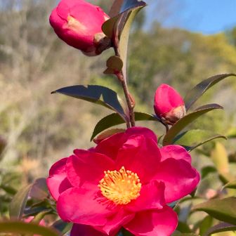 男山レクセンの入口にサザンカが咲いてました