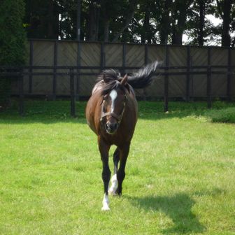 トウカイテイオー