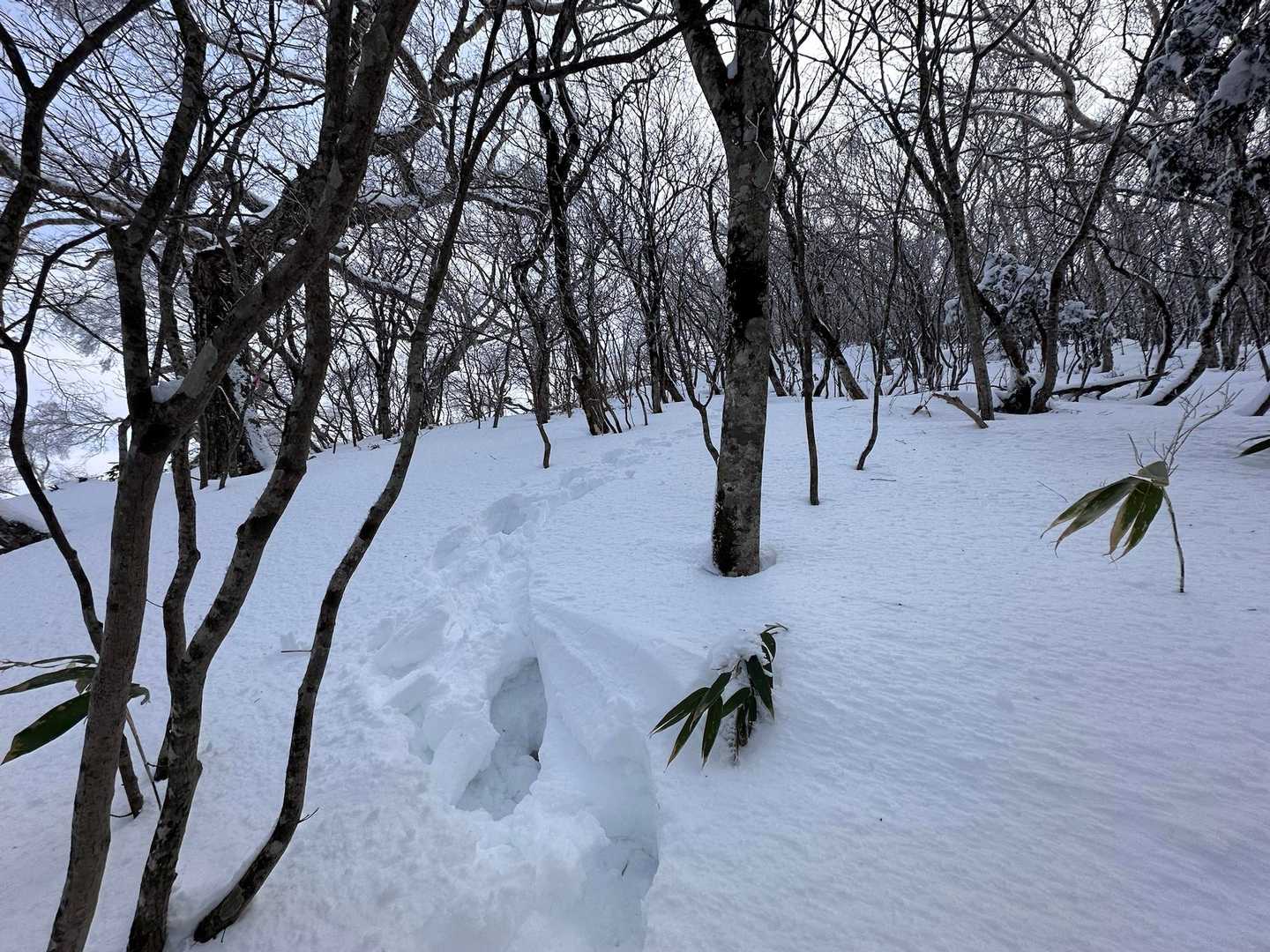 今度はサラサラ雪に変わった💦油断すると踏み抜くし、めちゃくちゃ滑る😖つか、コレをポール使わずにスノーシューで登ってる先行者さんって凄すぎない？？