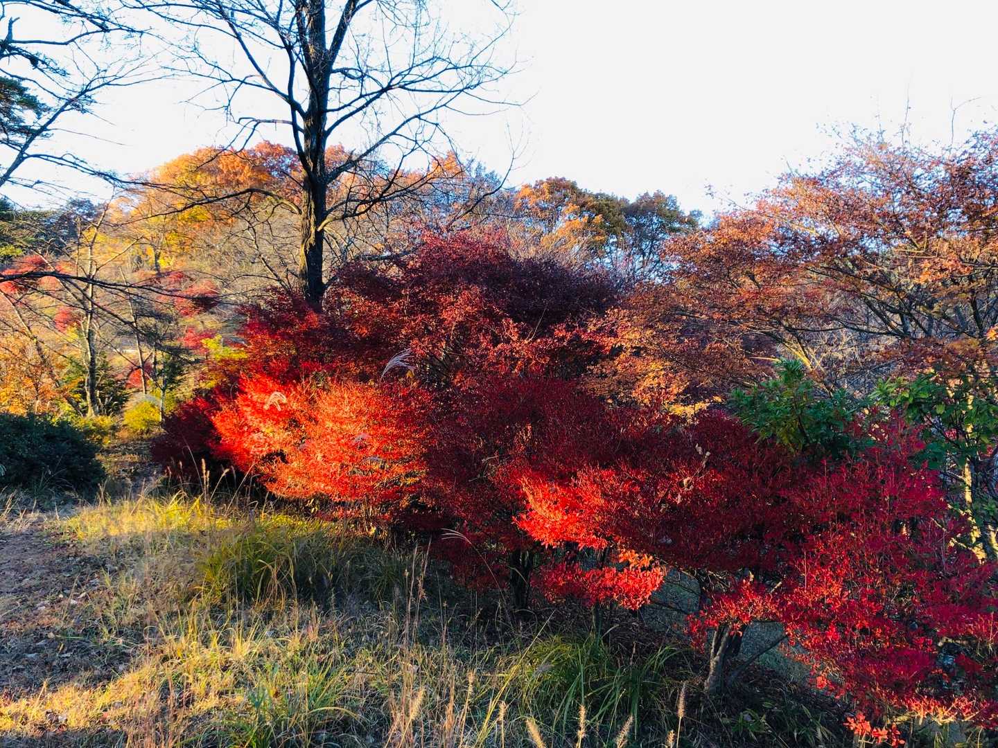 丸山 往復コースの写真