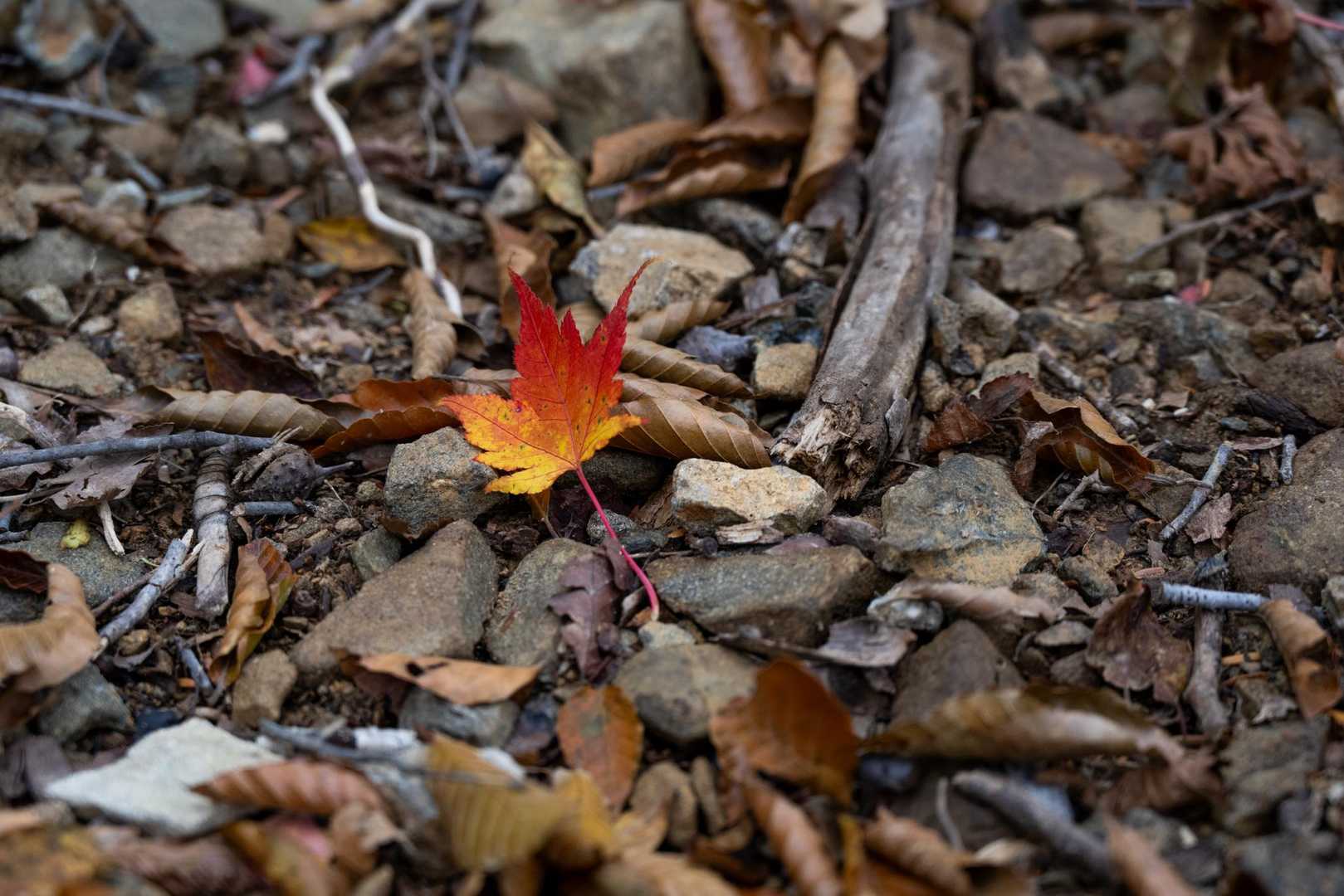🍁