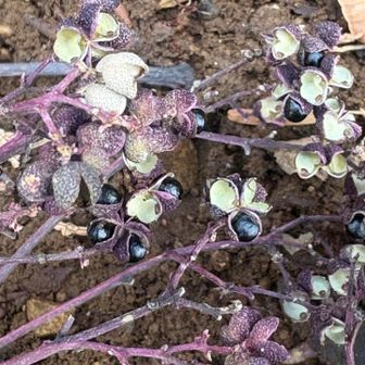 カラスザンショウの実のアップ