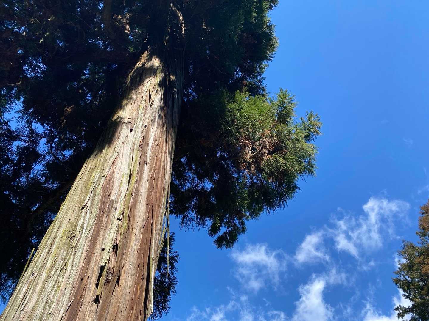 白山神社の大きな神木🌲