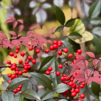 南天の赤い実が綺麗🤩