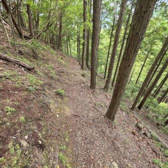 枯れ葉が滑るが割と下りやすい