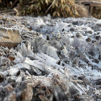 霜柱キレイ