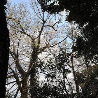 第3駐車場に向かう道は桜がちょいちょいありました