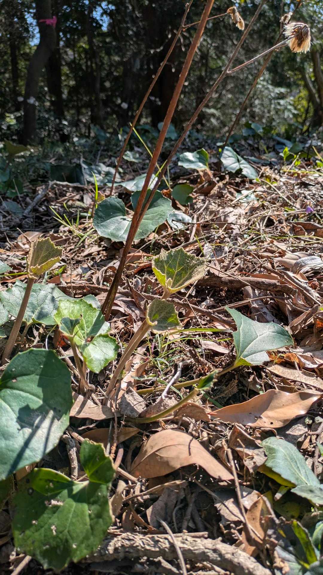 ツワブキの新芽🌱