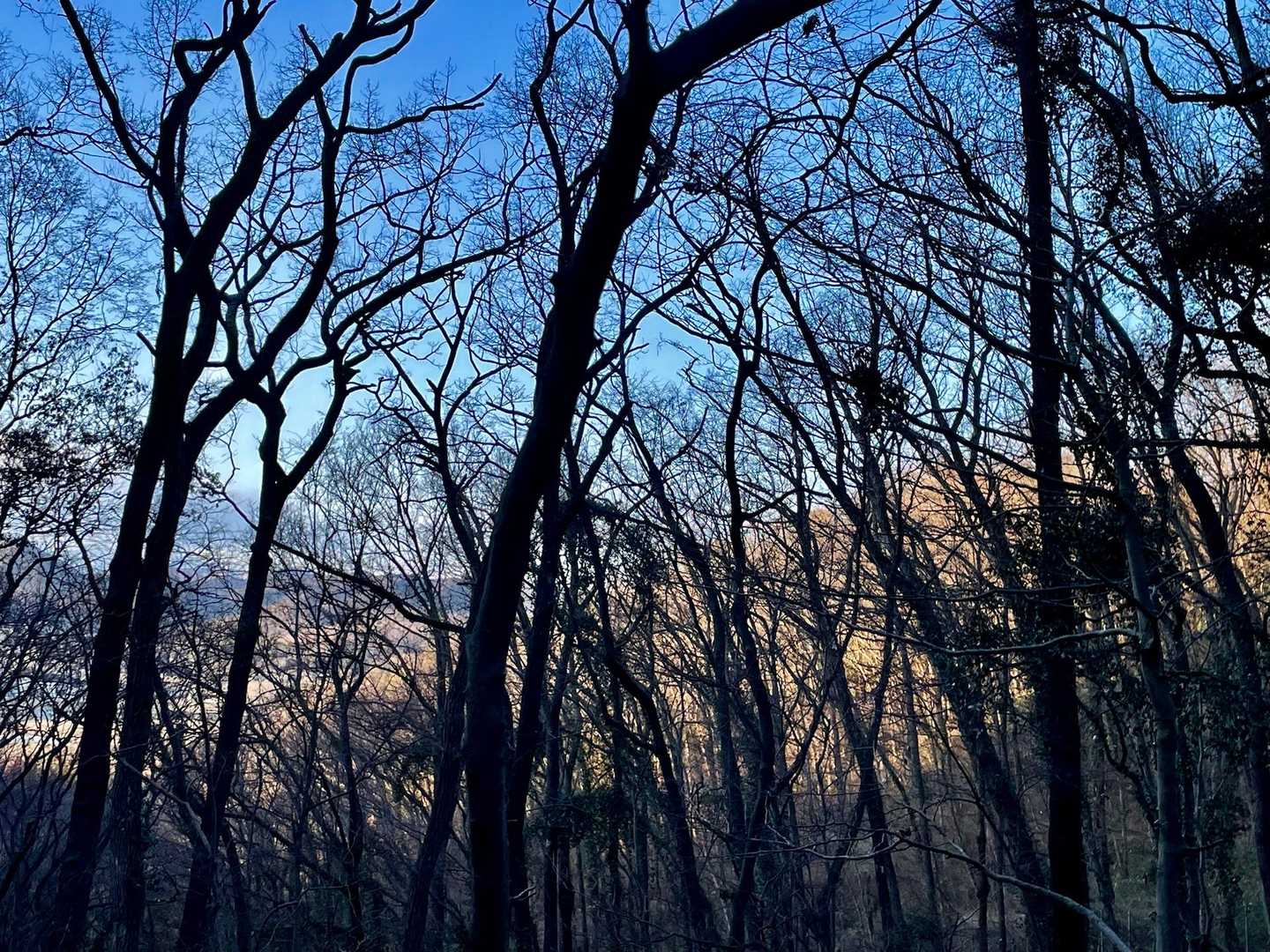だんだん　陽が暮れてきた〜　　2人で花活だね〜　　　のびのびと