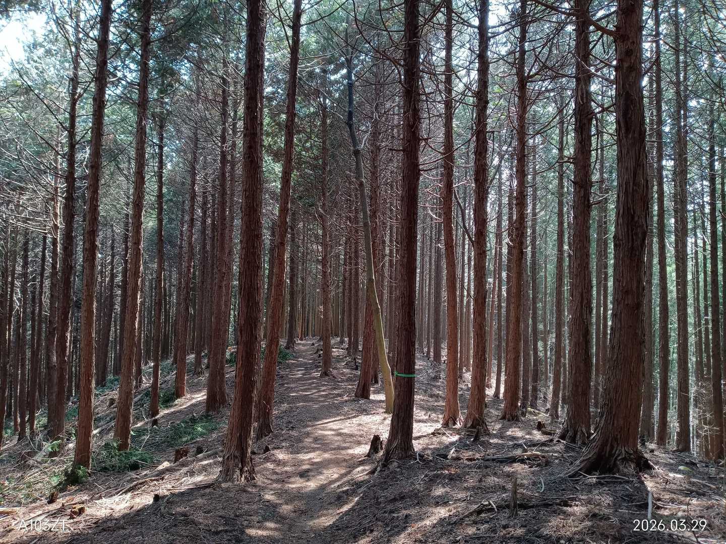 山頂直下は急坂もありました。その先はヒノキの林をのんびりと歩きます。