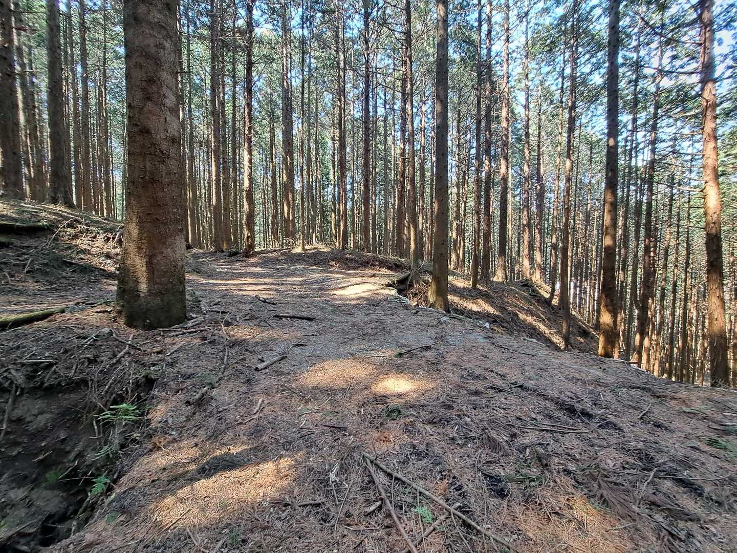 作業道ですかね？
広い道に出ました
登山口まであと少しです