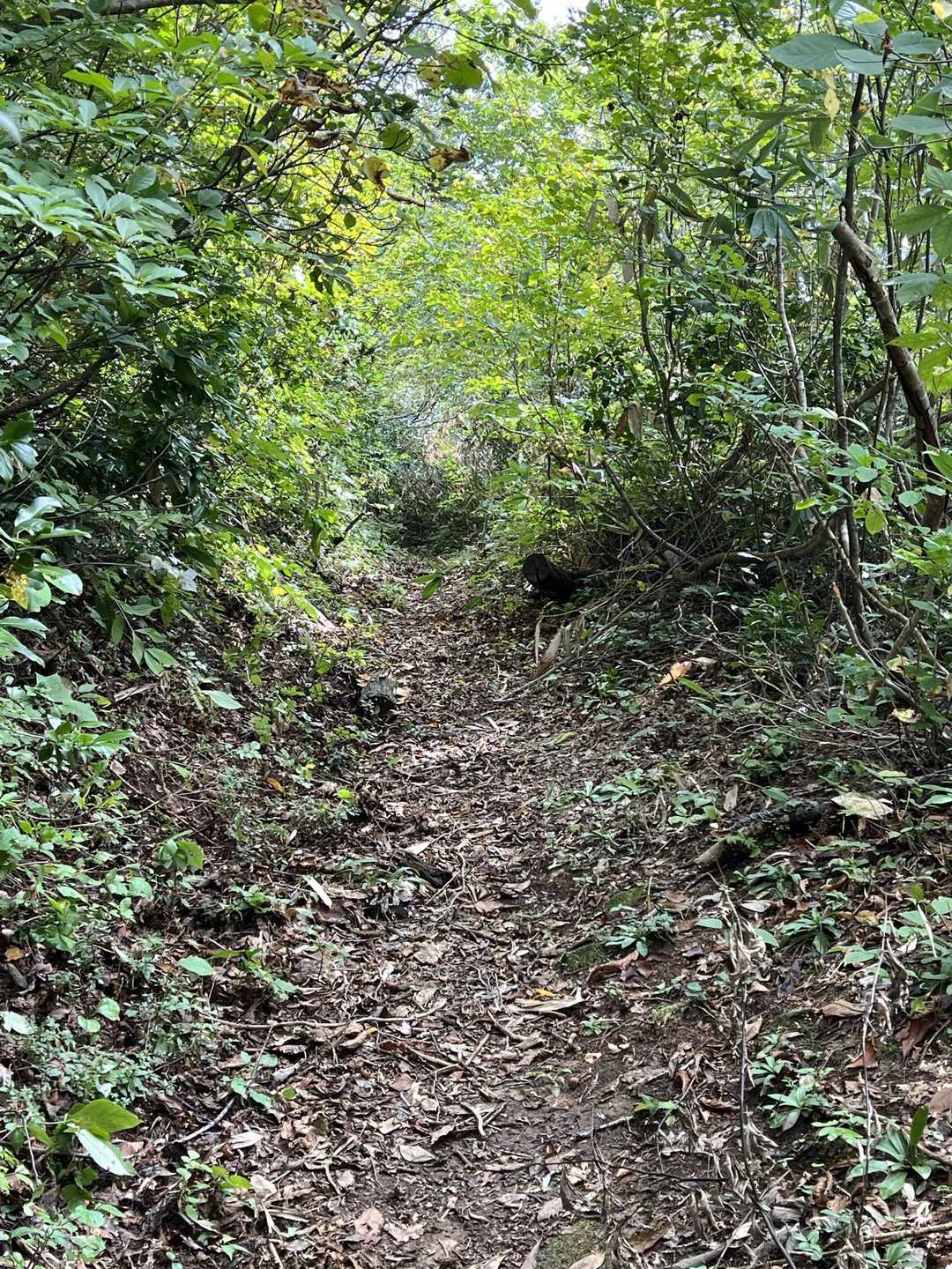 ドロドロ終わったら快適な登山道