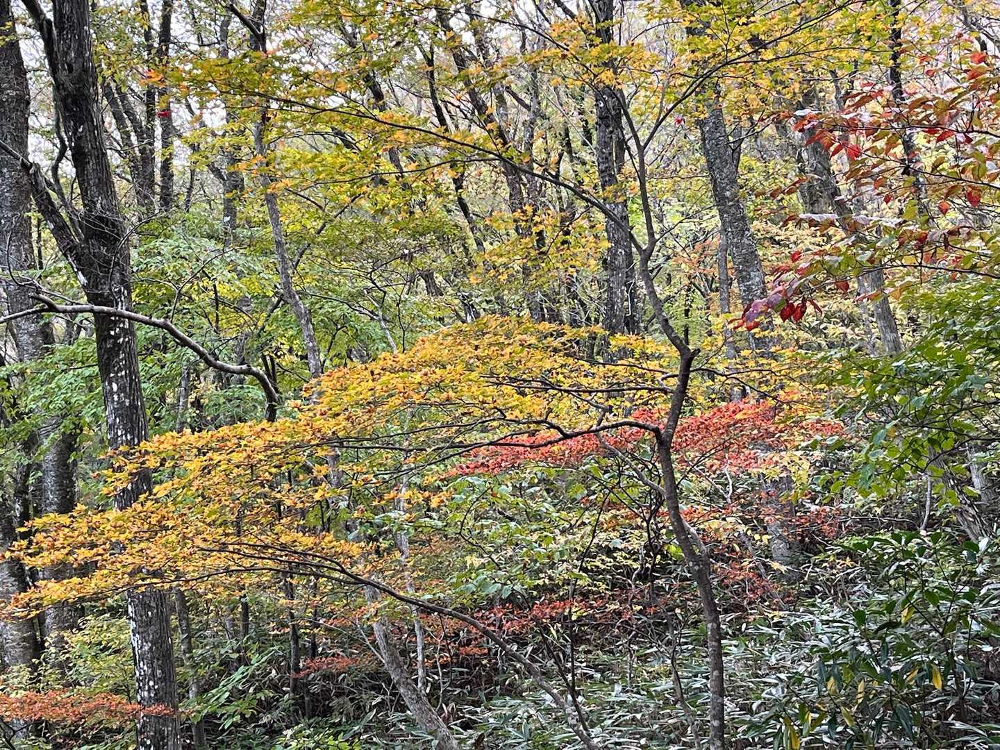 秋らしい景色🍂