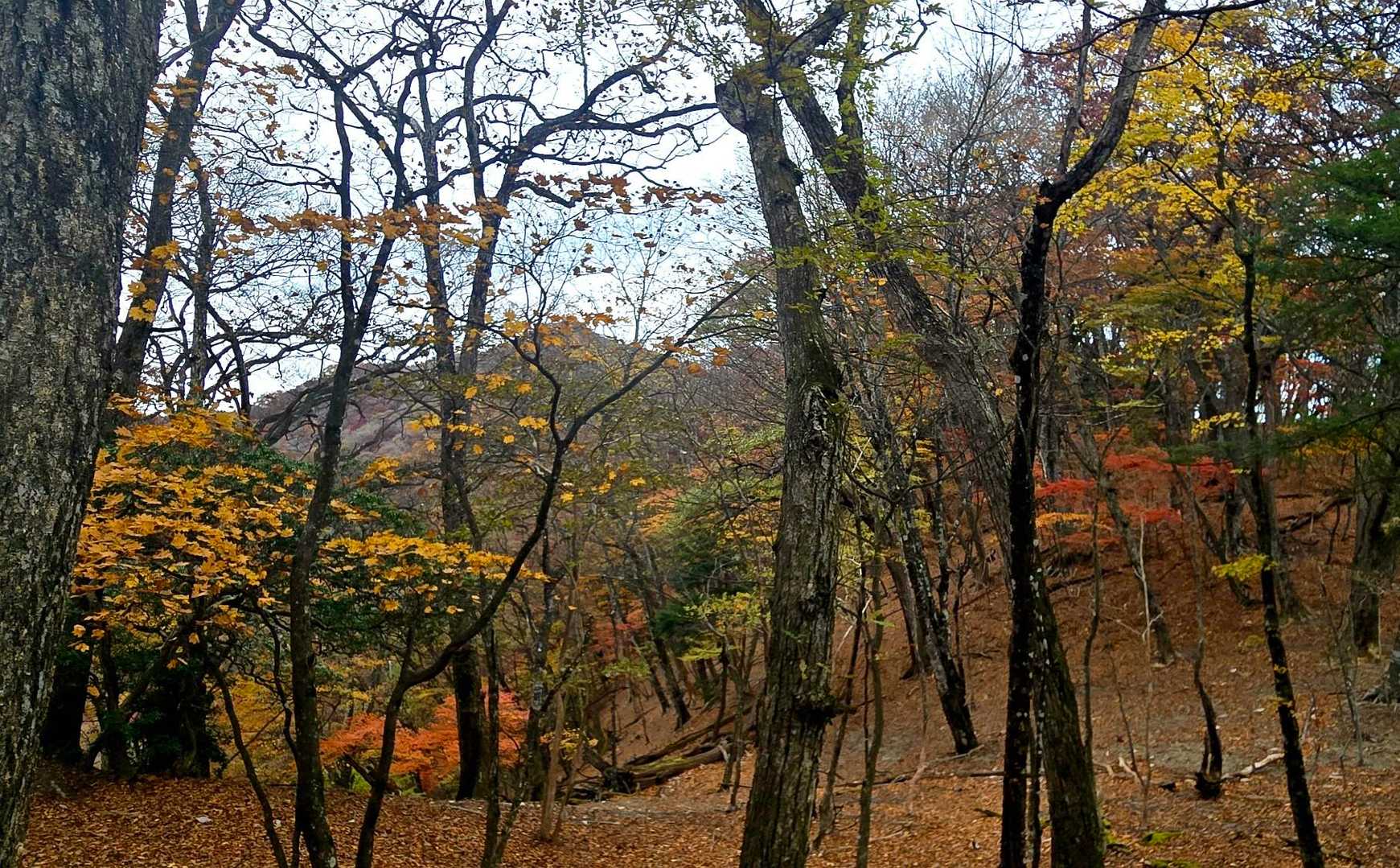 木々の間から見えるのは【大持山】かな？