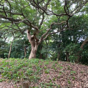 大樹🌳