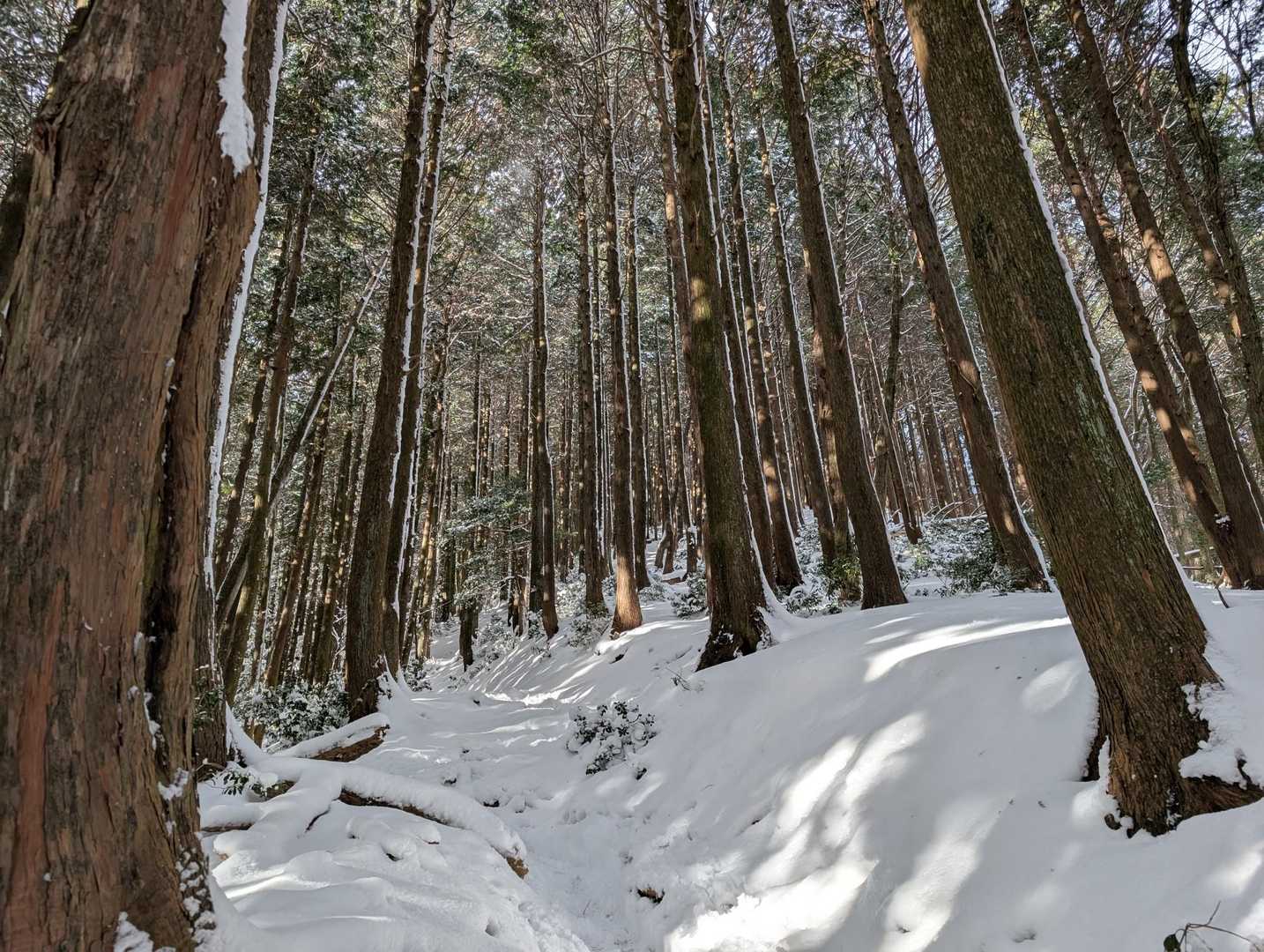 石榑峠-竜ヶ岳-銚子岳-治田峠-多志田山-藤原岳-藤原岳登 縦走コースの写真