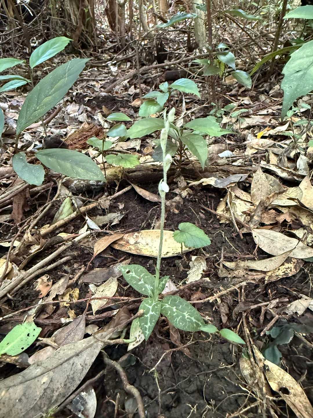 歩き始めてすぐにミヤマウズラ💕
甫与志岳にもたくさんありました