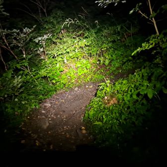 登山道の見え方はこんな感じです(ヘッドライトは300ルーメンで使用)