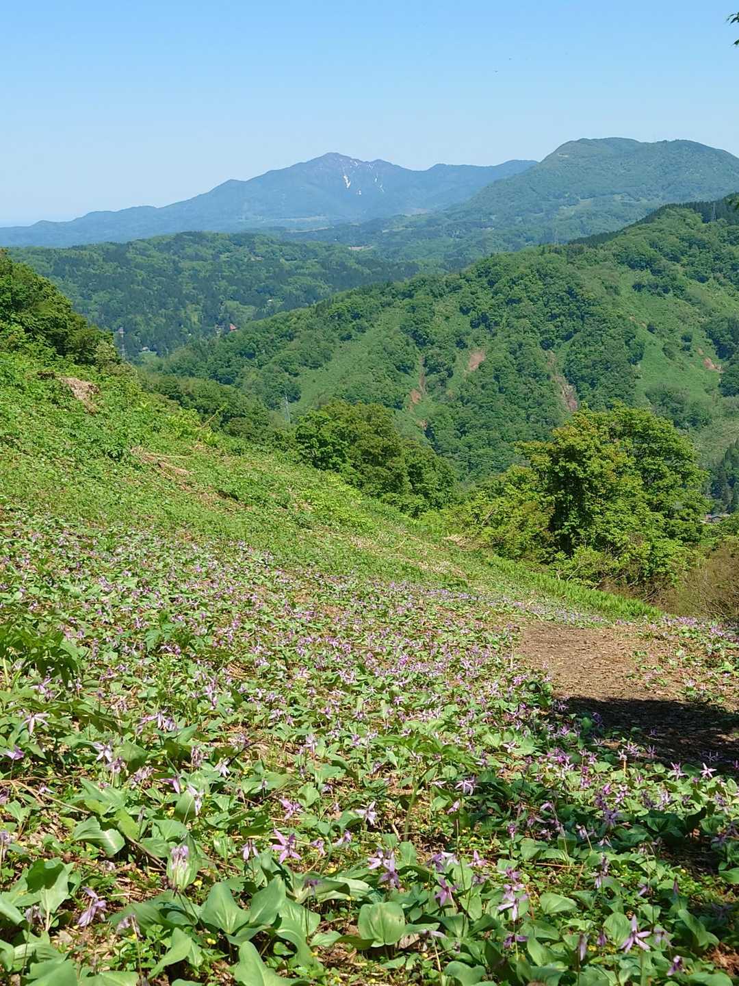 おー凄い
とココでも叫んでしまった🐽

米山と尾神とカタクリ
必死に登って来て良かった🐷