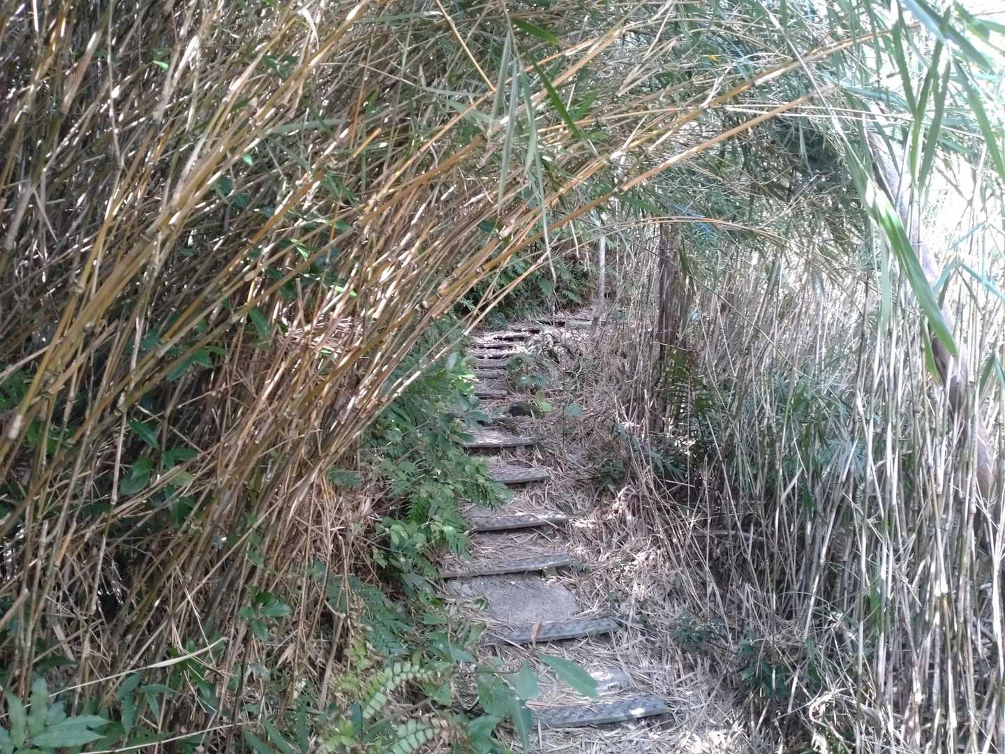 こちらに来ると竹林を見ないなぁ…と思っていたら、標高350m辺りから背の高い笹が出てきて、このトンネルを屈みながら通る。