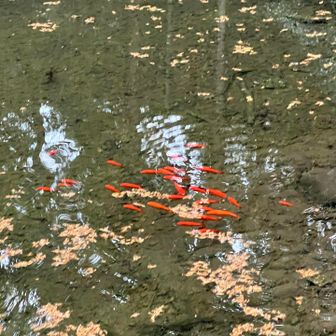 池には金魚がいい感じに集まっていました