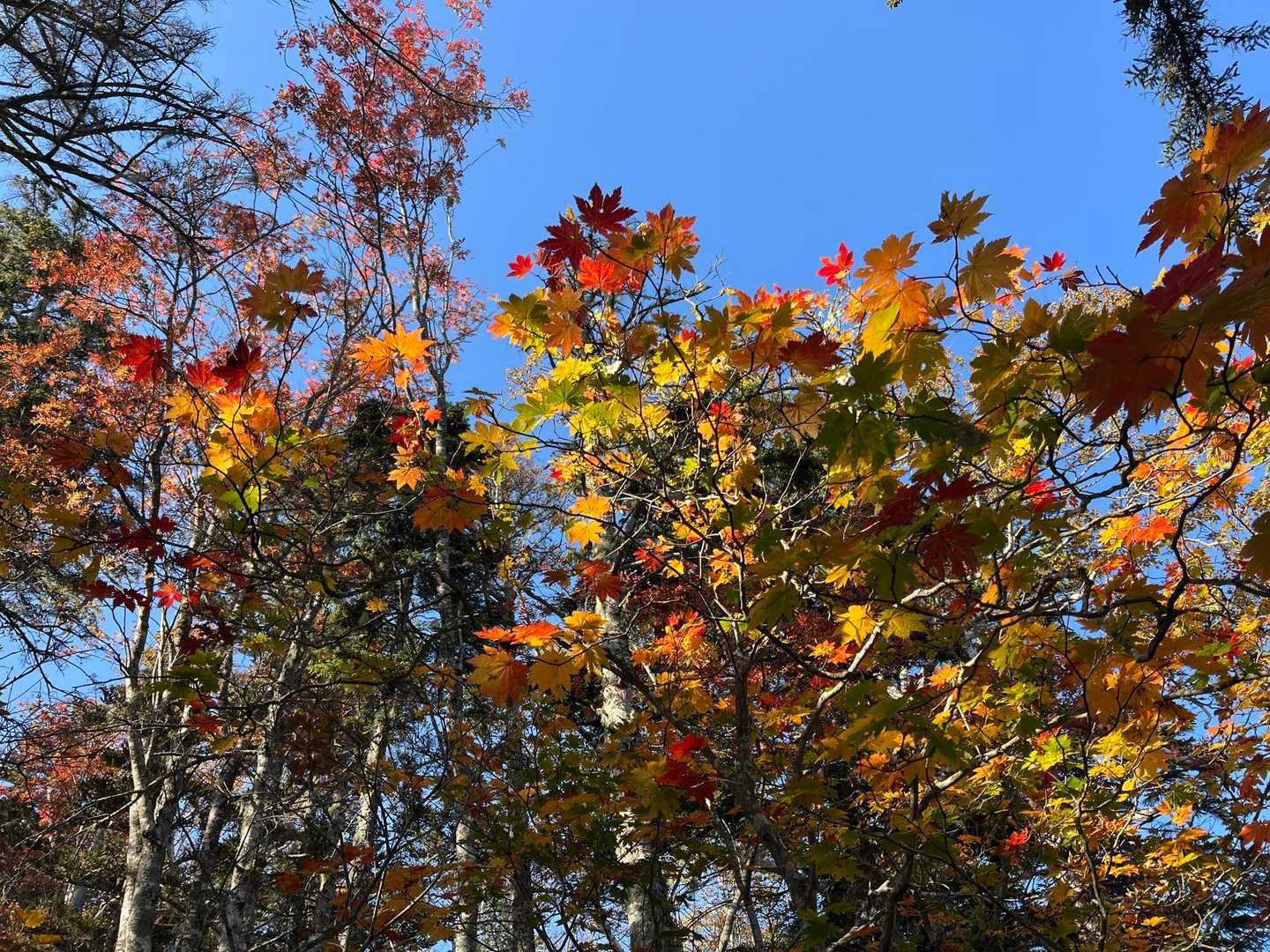 山小屋芽室岳-芽室岳 往復コースの写真