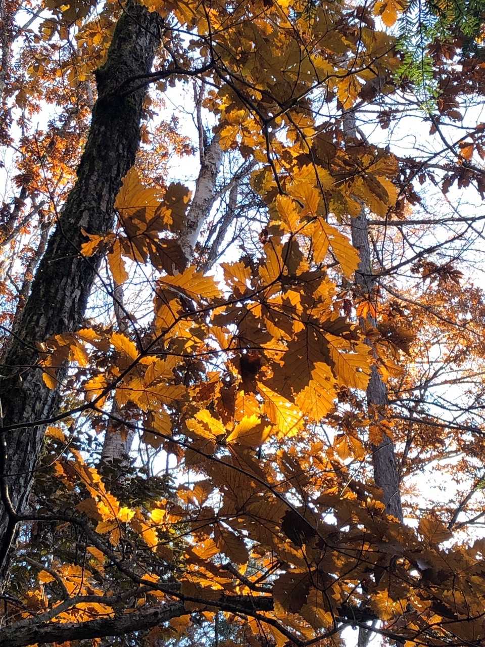 それにしても見事な紅葉🍁ね😍