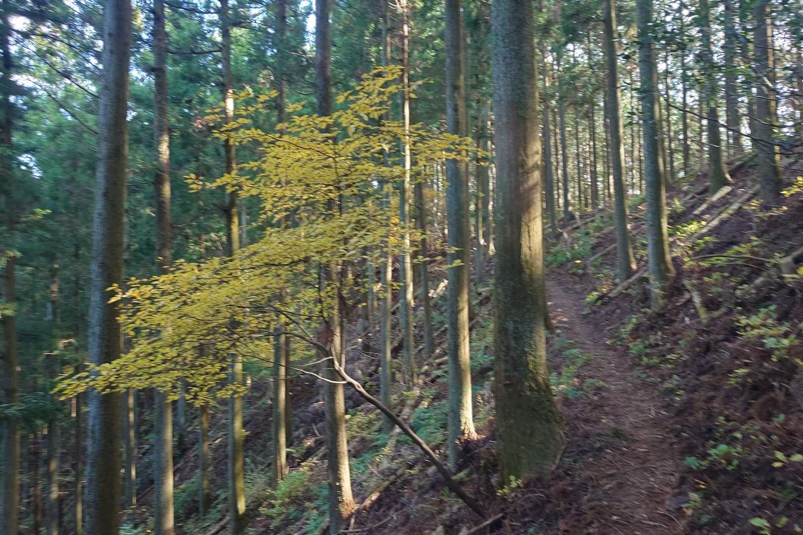 エバーグレイズ香肌峡入口バス停-立梅登山口-南猪子山-烏岳 往復コースの写真