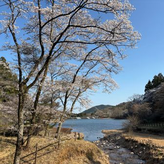 森林公園に戻ってきました。桜がキレイ💖