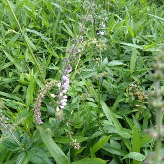 シソ科の花。お刺身の付け合わせっぽい