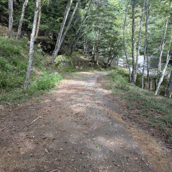 林道に出ました　約7km先の三本松BSを目指します