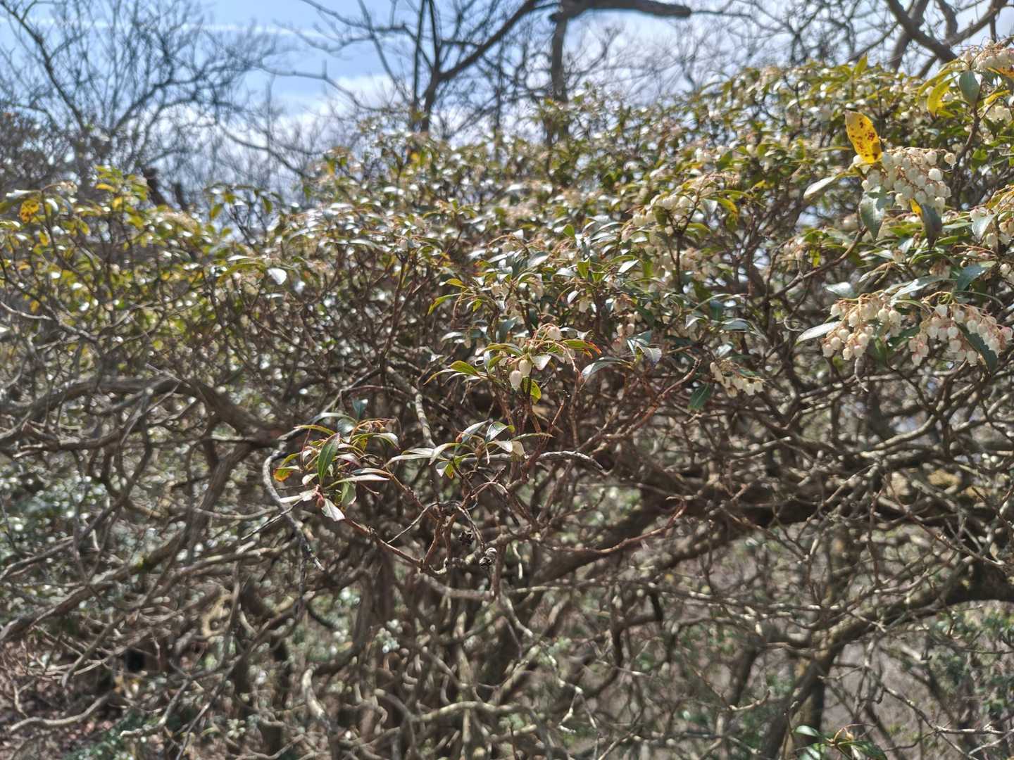 アセビ