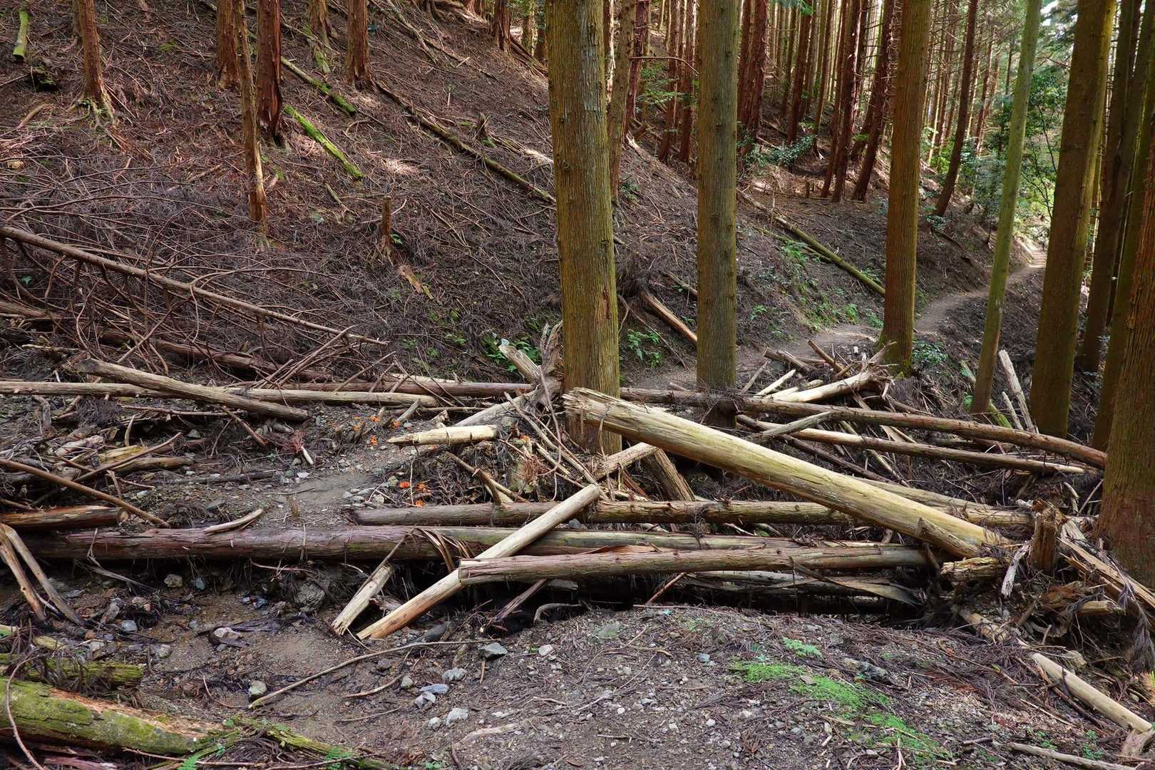 倒木あり💦
引っかからないように気をつけて跨ぐ！
