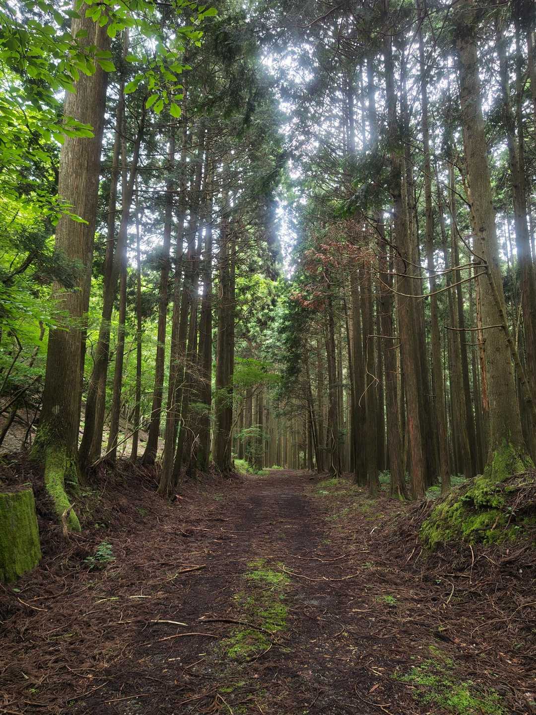 平バス停-平登山口-皆子山 周回コースの写真