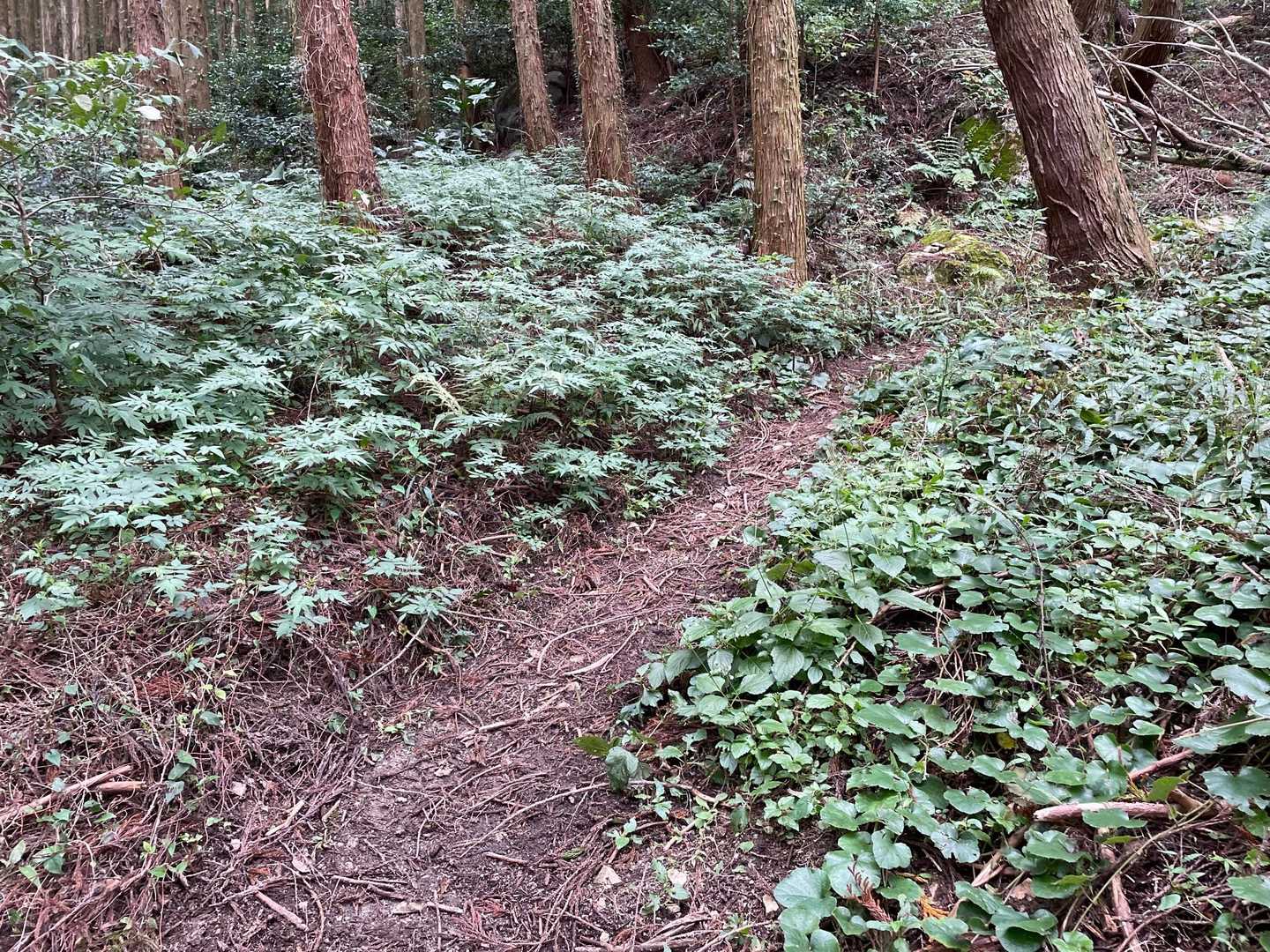 栗の木登山口-作礼山 往復コースの写真
