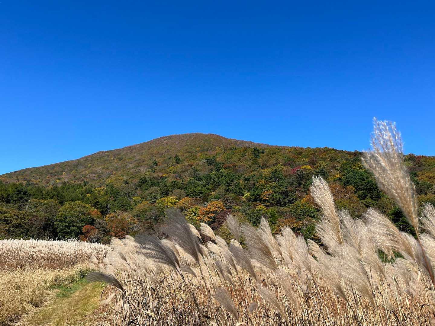 岡沼。ススキ🌾の道を進んで行く♪