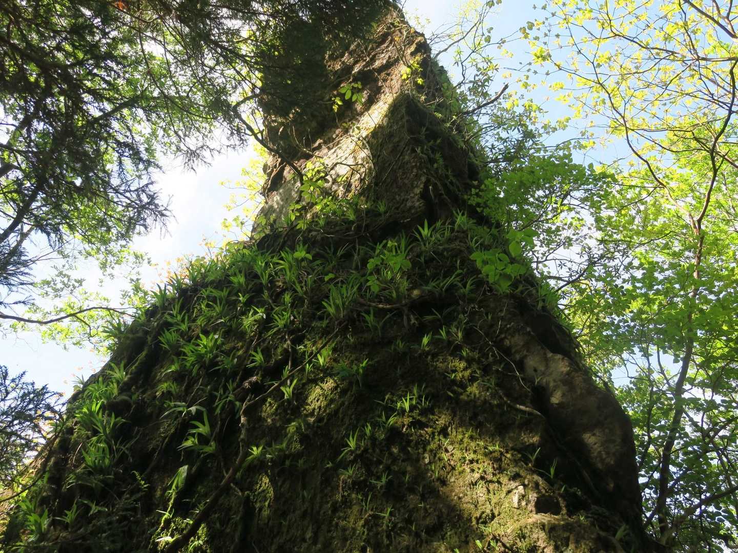 大岩