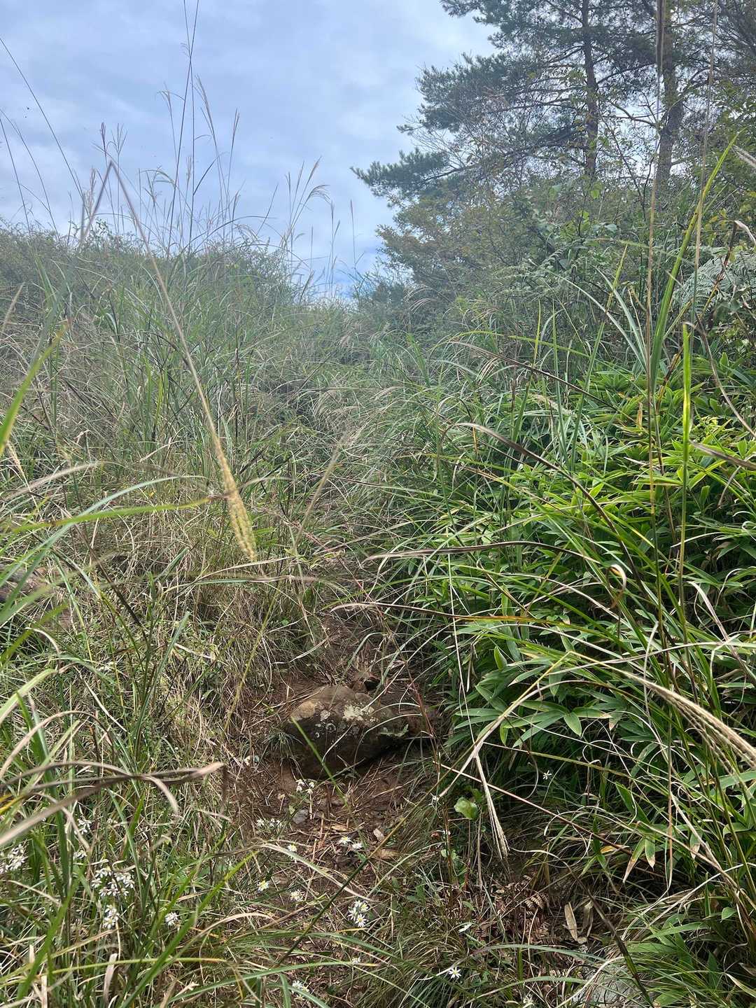山頂手前　草が生い茂ってます