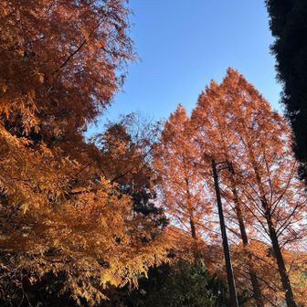 燃えるようなオレンジ