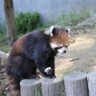 まつばちゃん